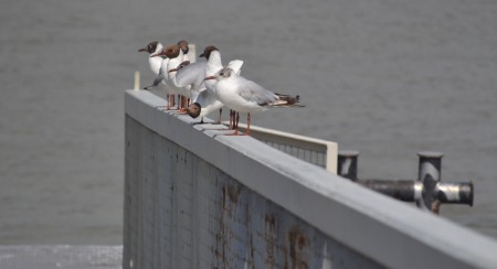 Sirályok a Dunaparton