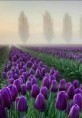 Tulipánok